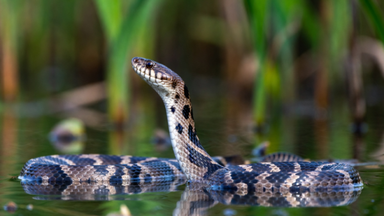 Northern Water Snake